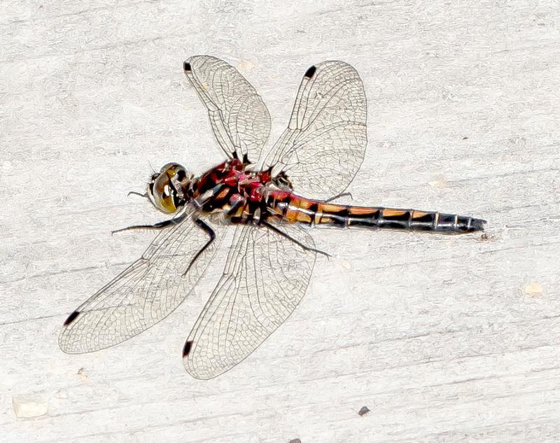 Photo of Hudsonian Whiteface