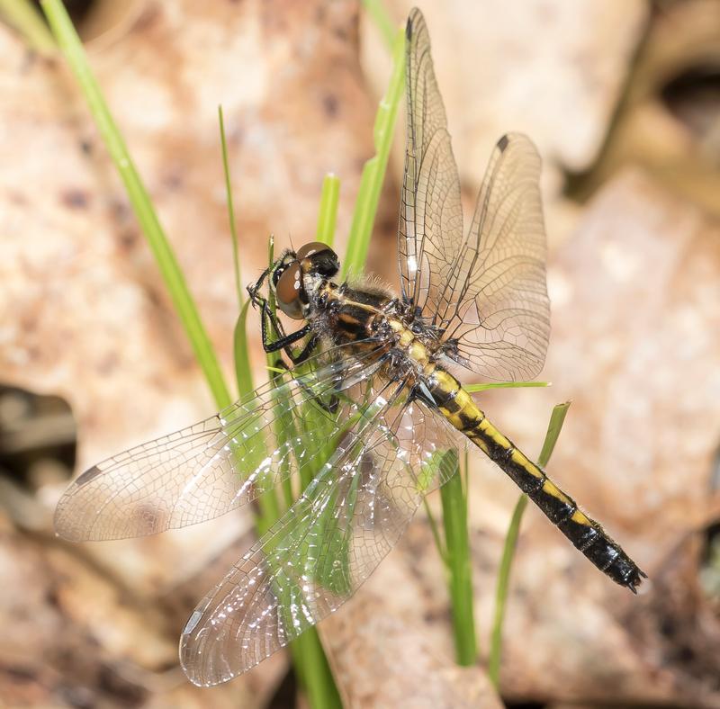 Photo of Hudsonian Whiteface