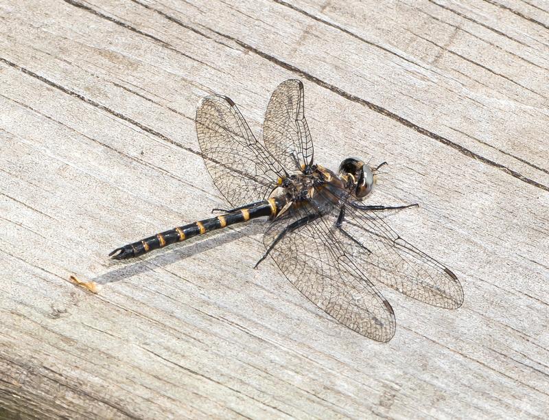 Photo of Ringed Boghaunter