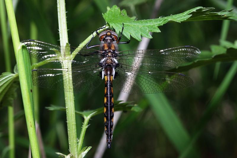 Photo of Beaverpond Baskettail