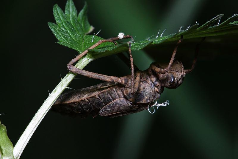 Photo of Beaverpond Baskettail