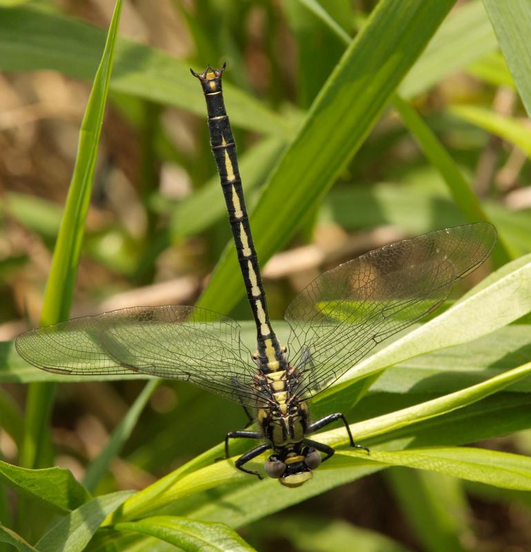 Photo of Horned Clubtail