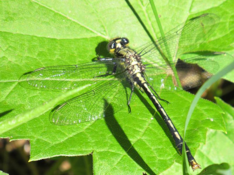 Photo of Lilypad Clubtail