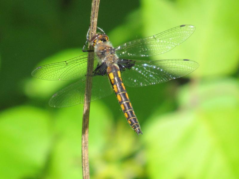 Photo of Common Baskettail