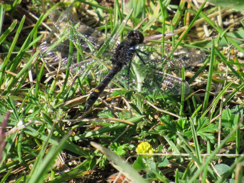 Photo of Dot-tailed Whiteface