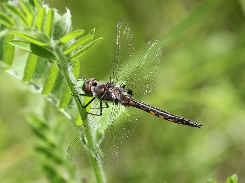 Photo of Common Baskettail