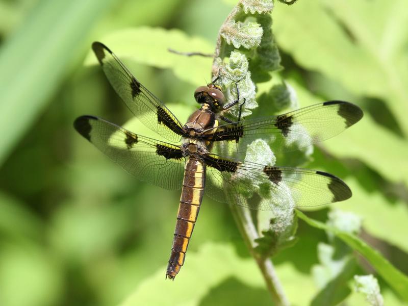 Photo of Twelve-spotted Skimmer