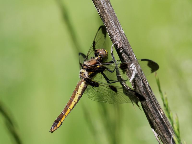 Photo of Twelve-spotted Skimmer