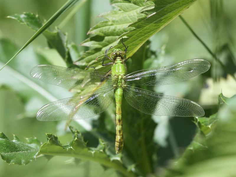 Photo of Eastern Pondhawk