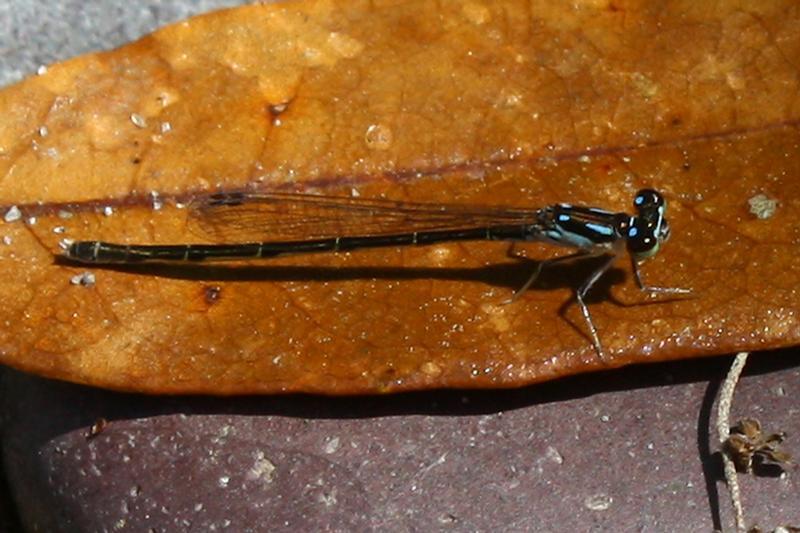 Photo of Fragile Forktail