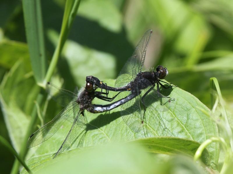 Photo of Dot-tailed Whiteface