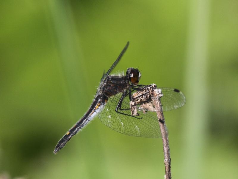 Photo of Dot-tailed Whiteface