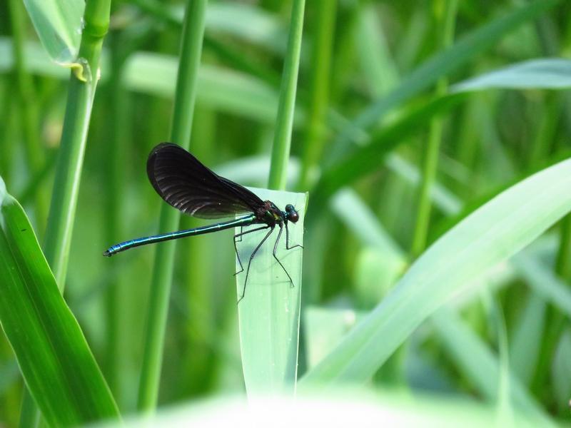 Photo of Ebony Jewelwing