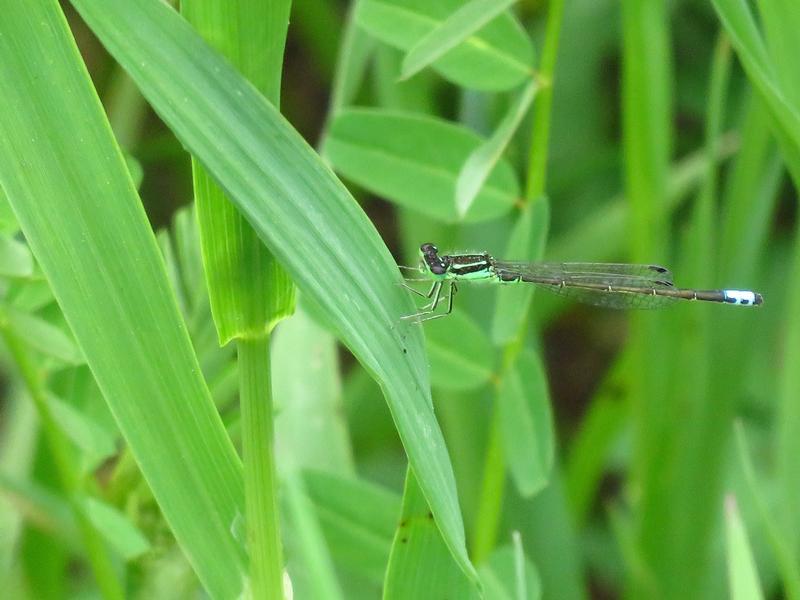 Photo of Eastern Forktail