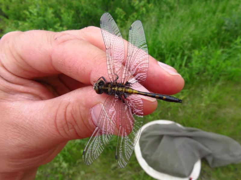 Photo of Dot-tailed Whiteface
