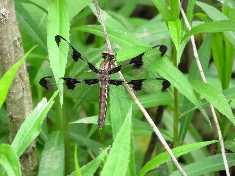 Photo of Common Whitetail