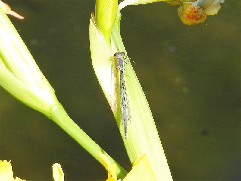 Photo of Eastern Forktail