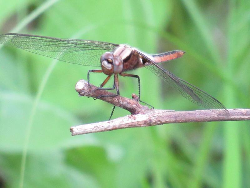 Photo of Chalk-fronted Corporal