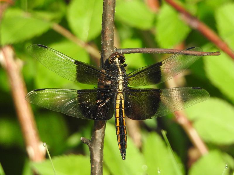 Photo of Widow Skimmer
