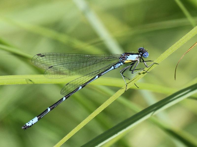 Photo of Aurora Damsel