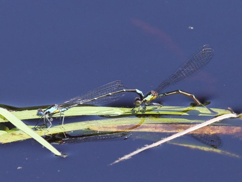 Photo of Aurora Damsel