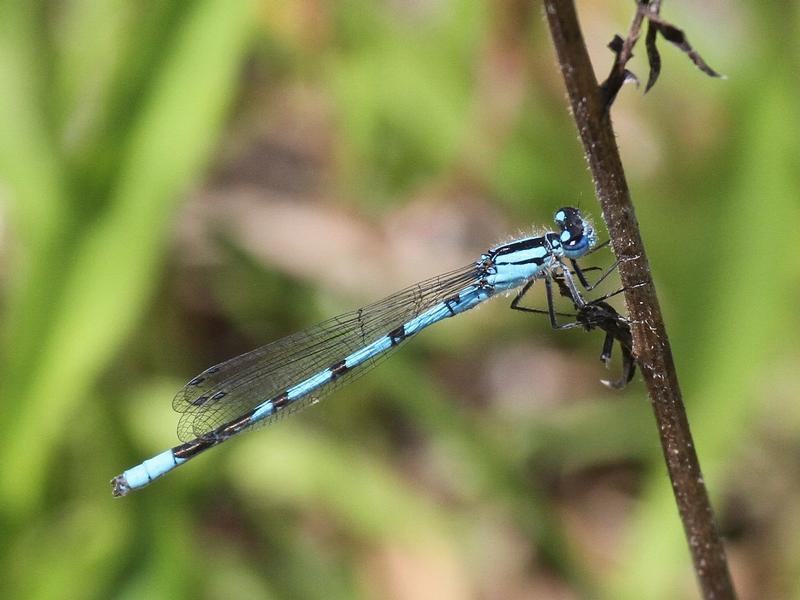 Photo of Northern Bluet