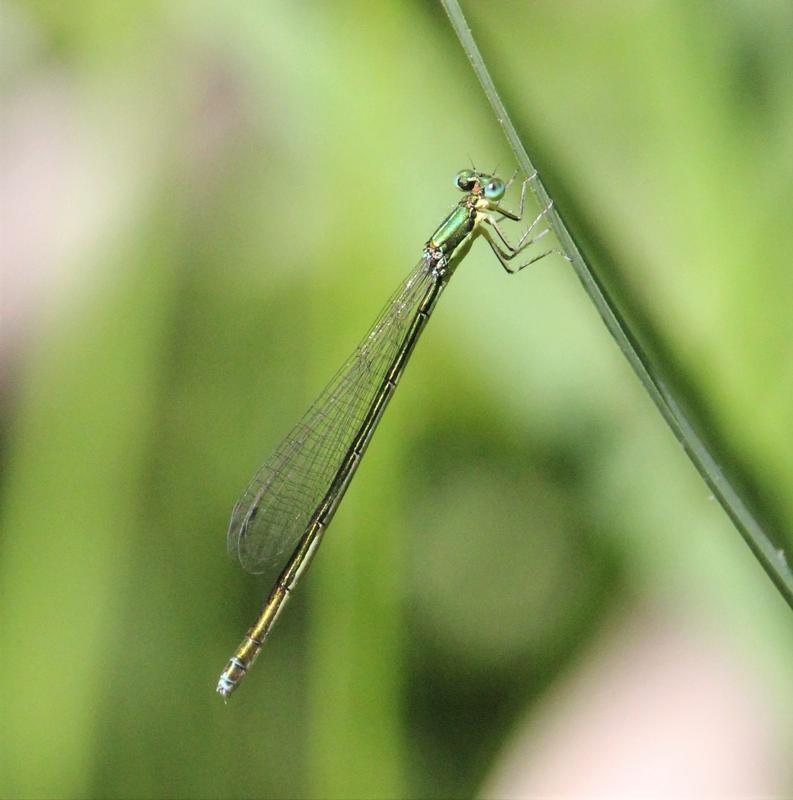 Photo of Sedge Sprite