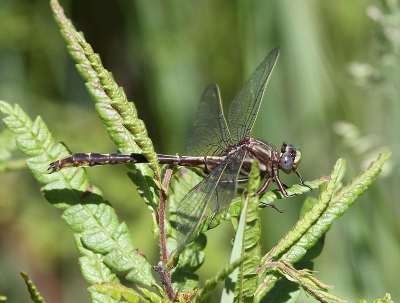 Photo of Ashy Clubtail