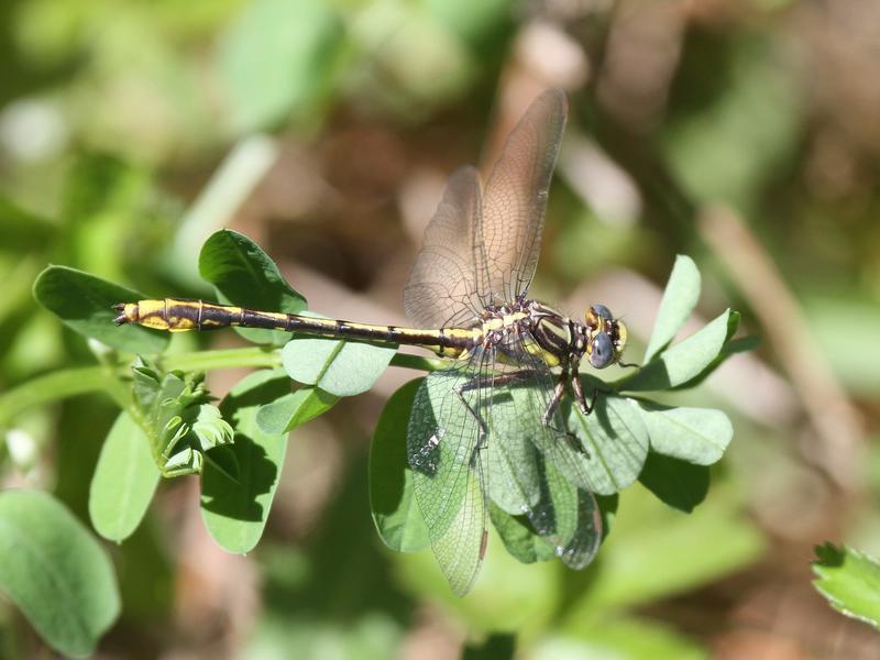 Photo of Lancet Clubtail