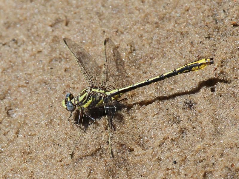 Photo of Lancet Clubtail