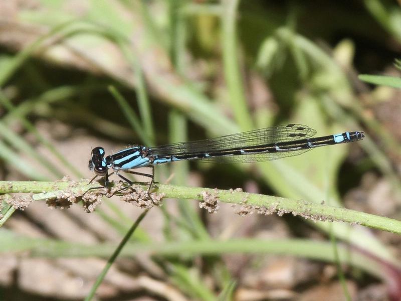 Photo of Skimming Bluet