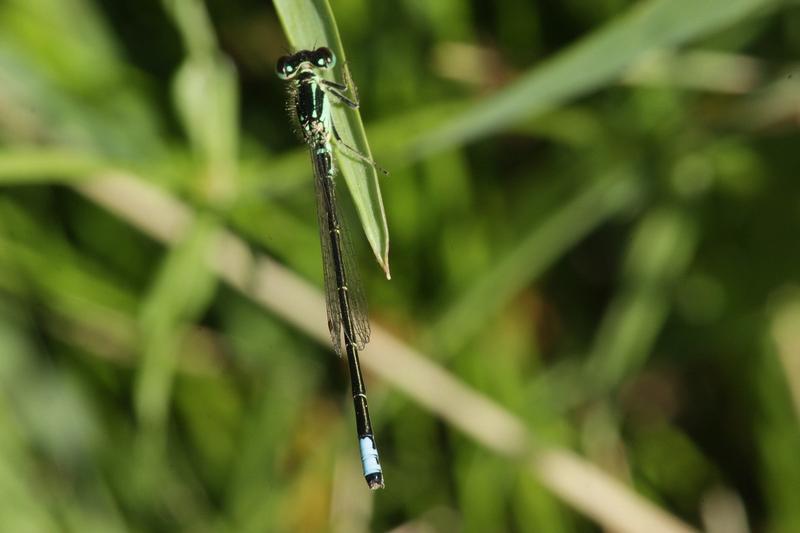Photo of Eastern Forktail