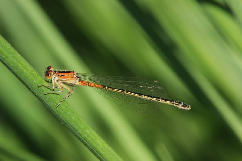 Photo of Eastern Forktail