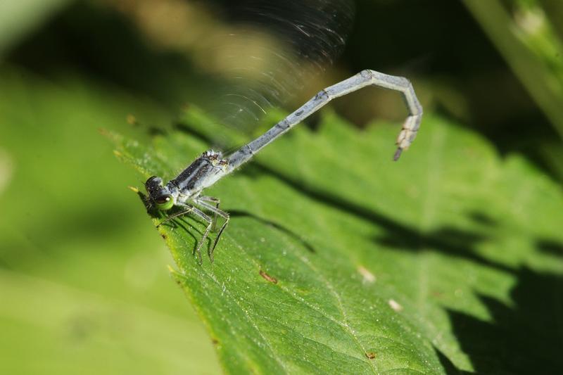 Photo of Eastern Forktail