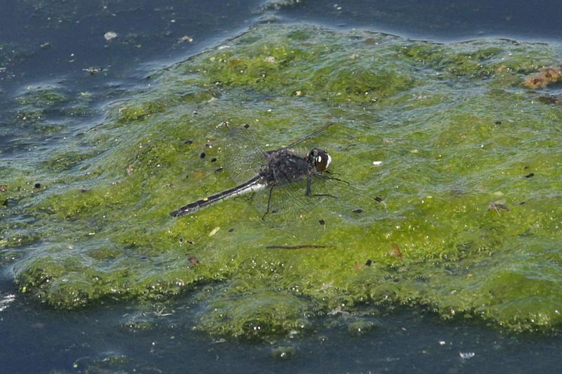 Photo of Dot-tailed Whiteface