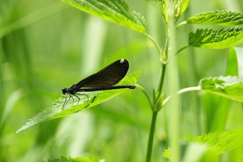 Photo of Ebony Jewelwing