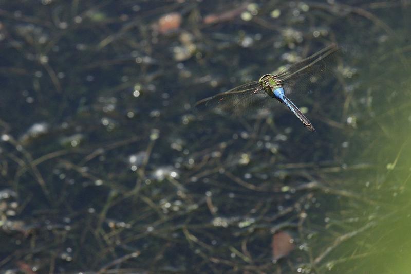 Photo of Common Green Darner