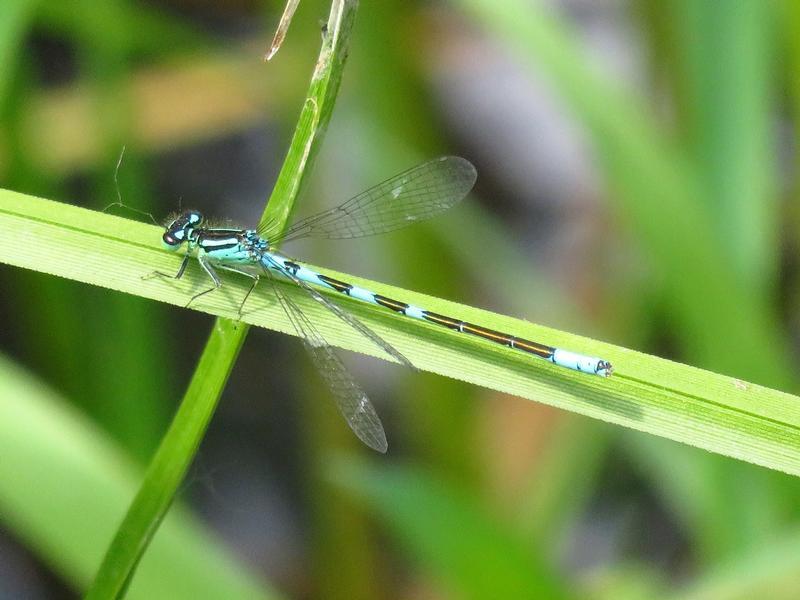 Photo of Taiga Bluet