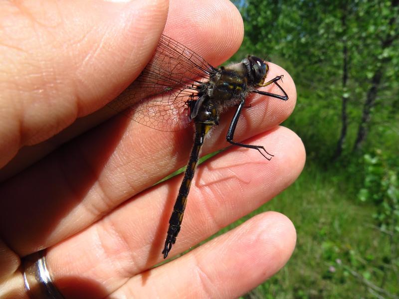 Photo of Common Baskettail