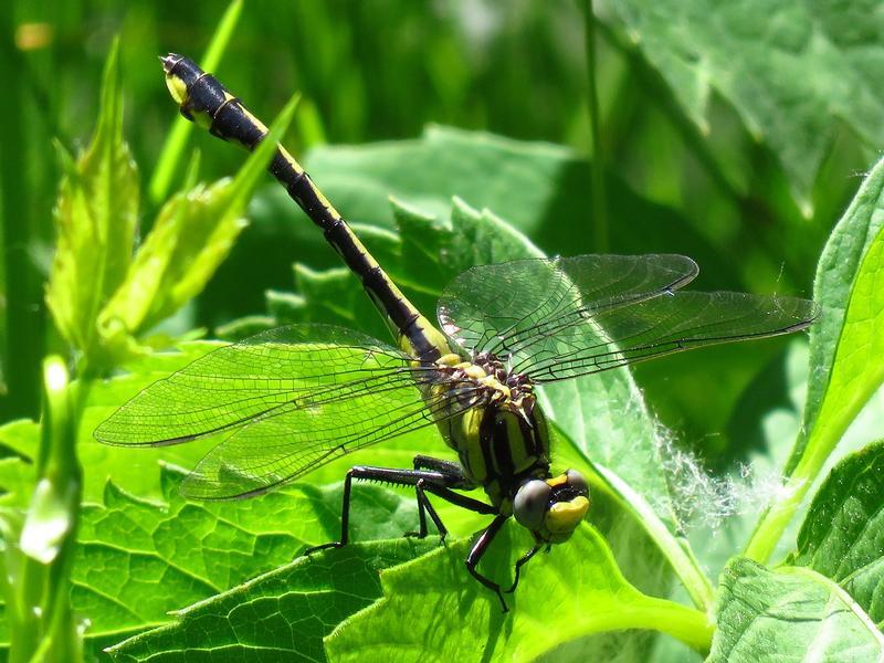 Photo of Midland Clubtail