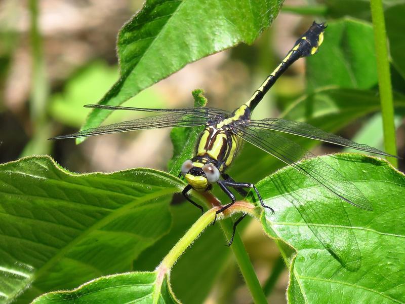 Photo of Midland Clubtail