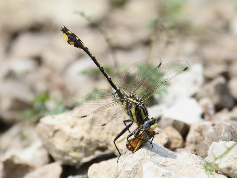 Photo of Plains Clubtail