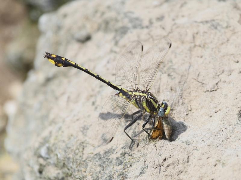 Photo of Plains Clubtail