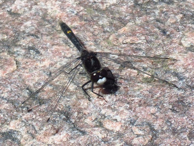 Photo of Dot-tailed Whiteface