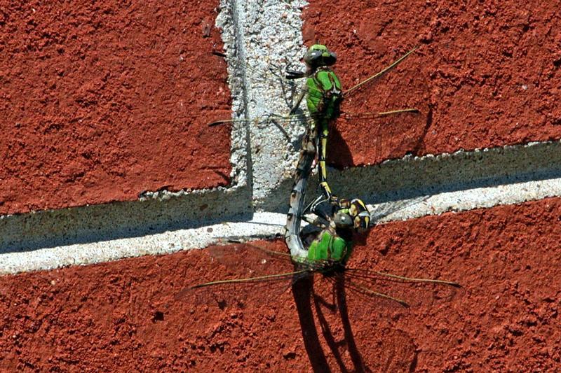 Photo of Sioux Snaketail