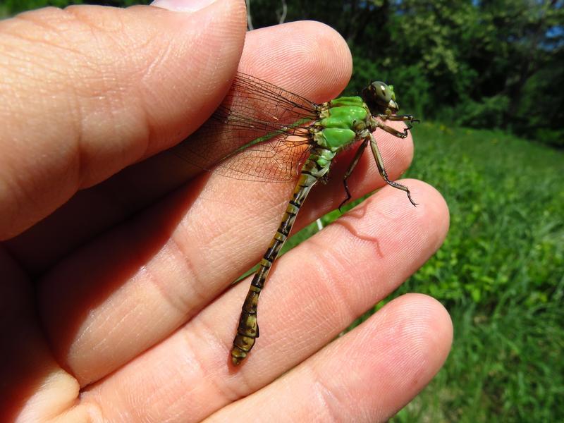 Photo of Rusty Snaketail