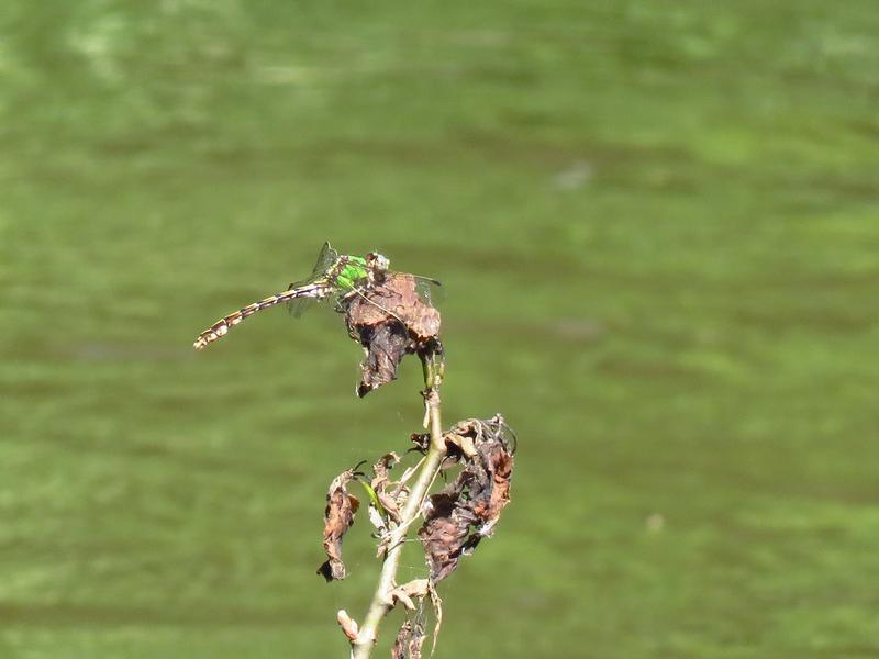 Photo of Sioux Snaketail