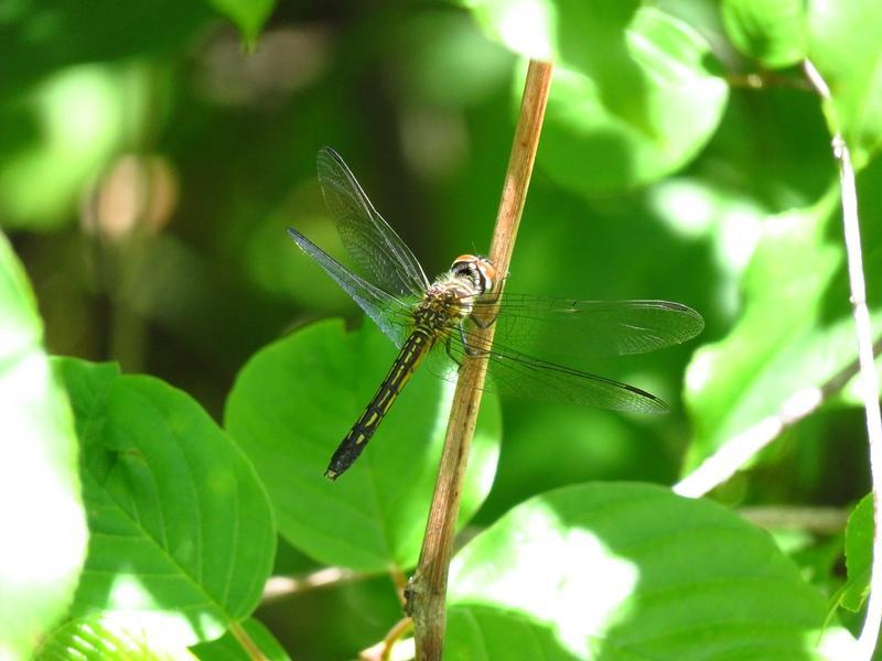 Photo of Blue Dasher