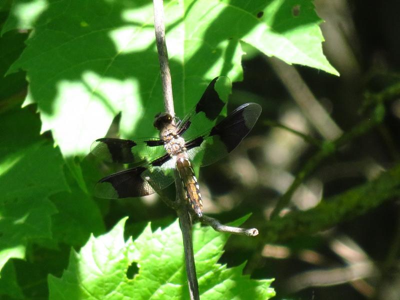 Photo of Common Whitetail