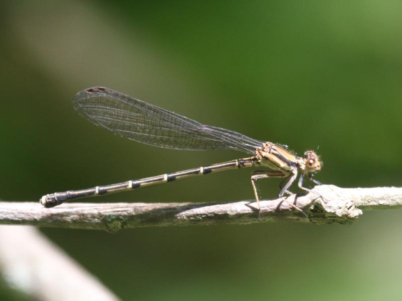 Photo of Blue-tipped Dancer